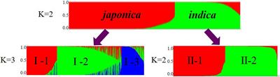 Kam Sweet Rice (Oryza sativa L.) Is a Special Ecotypic Rice in Southeast Guizhou, China as Revealed by Genetic Diversity Analysis